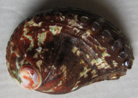 Haliotis spadicea , Donovan, E., 1808